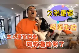 主人离家7天，狗狗再次见到主人竟哇哇大哭起来，场面完全失控视频封面