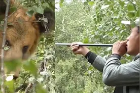 海拔4000米高原驻训官兵，口吹飞针救棕熊，网友：武林高手瞒不住视频封面