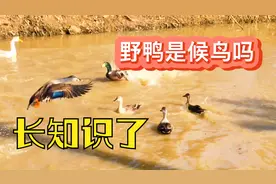 野鸭子是候鸟吗？零下7度，拍下它们的日常生活片段视频封面