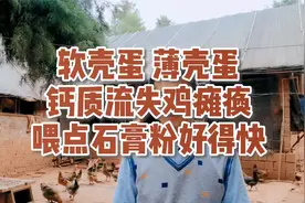 软壳蛋 薄壳蛋，钙质流失鸡瘫痪，站立不起，喂点石膏粉好得快