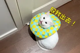 小猫咪绝育后，竟然用这么可爱的声音口吐芬芳？视频封面