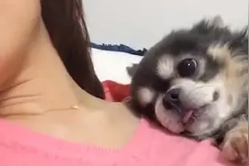 狗狗竟然把主人当成妈妈，躺在主人怀里不停撒娇，太黏人了视频封面