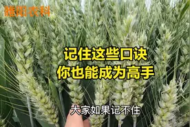 种小麦，记住这些口诀，你也能成为小麦种植高手视频封面
