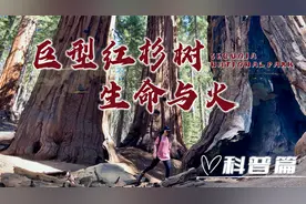千年巨型红杉树为什么生长的如此巨大？【美洲红杉树最全科普篇】