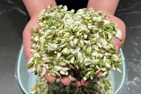 槐花的3种保存方法，吃一年也不会坏，蒸槐花，炒槐花，包子饺子视频封面