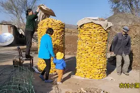 玉米怎么样晒干快？农村人用这种办法，不占地又不拍发霉
