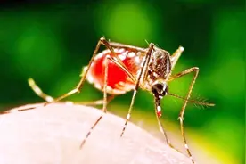 蚊子在耳边飞嗡嗡响？4个驱蚊方法彻底消灭干净，一只蚊子都没有