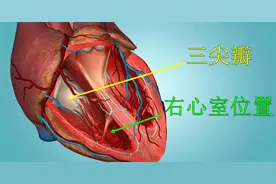 心脏3D解剖-右心室的位置及右房右室分界：三尖瓣复合体-西医综合