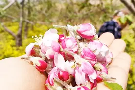 苹果花也能卖钱？一家人跟天气赛跑，赶在开花之前摘花骨朵