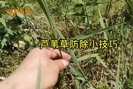 芦苇草难治，用这几种方法，都能将各个地方的芦苇草连根铲除视频封面