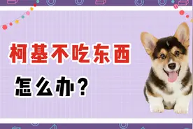 柯基不吃东西怎么办？教你几个办法解决视频封面