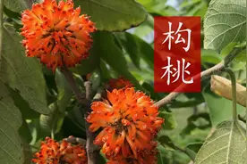 农村的野果构桃，人称天然“肾宝”，酷似杨梅还能补肾壮筋骨