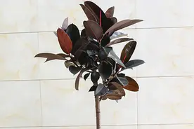 把一颗橡皮树打造成棒棒糖，只需要简单几步，造型更美观