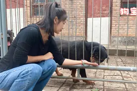 狗狗生完狗宝宝以后胎盘应该要怎么处理？可别让狗狗当场吃完视频封面