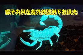 蝎子为何在紫外线照射下发绿光视频封面