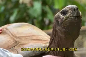地球上寿命最长的6种生物，其中四种存活海洋，最后一种达到永生
