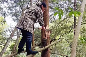 藏在树洞里面的野生蜜蜂，蜂蜜非常清甜，太好吃了