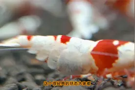 养殖水晶虾如何爆缸视频封面