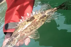 游钓江西|柘林湖石区跳斑鳜视频封面