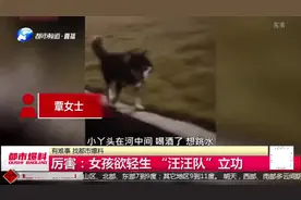 女孩欲轻生，被出来遛弯的狗狗发现！直接跳水去救人！视频封面