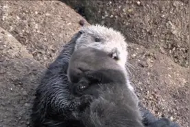 水獭抱着宝宝玩来玩去，宝宝被玩坏了视频封面