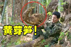野外第一次挖到“巨型”黄芽笋！挖笋老师傅一锄头下去，高兴坏了视频封面