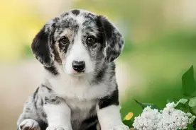 最新消息，11选5-看看也许是你想要的视频封面