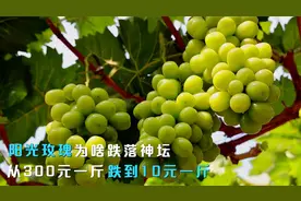 阳光玫瑰跌落神坛，从300元一斤跌到10元一斤，究竟是为什么？