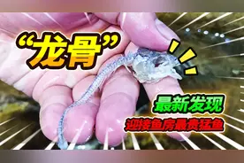 养价值4头羊羔的利齿猛鱼，果断翻新1.2米原生缸，发现神秘龙骨视频封面