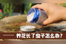 家里养花长了虫子怎么办？园艺师教你，使用“呋虫胺”就可以搞定