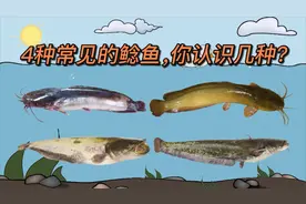 常见的4种鲶鱼，你认识几种？视频封面