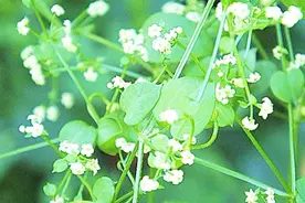 茜草的功效与作用有哪些？#春季养生正当时#视频封面