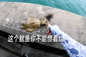 又来迪士尼钓鱼了，目视法钓鱿鱼视频封面