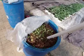 烂水果烂菜叶别扔，一招就能变酵素，感觉以前浪费了“一个亿”