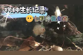 七彩神仙鱼苗从3公分长到这么大，一天喂两次，一周换水两次