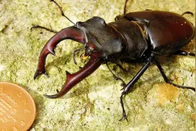 一只天牛被拍卖58万人民币，世界上最贵的宠物，让你怀疑人生