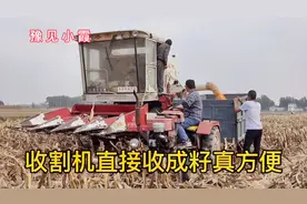 新型玉米收割机直接收成籽，5亩地30分钟解决，农民真省劲