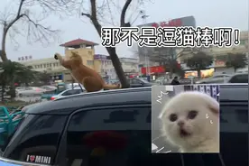 车主转头一看发现惊奇一幕，猫咪竟将车顶天线当做逗猫棒！视频封面