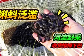 酷似尼斯湖水怪的乌黑蝌蚪群，一网能捞800条，谁能认出它的品种