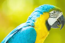 这是村里唯一去过酒吧的鹦鹉，听到音乐就嗨得停不下来视频封面