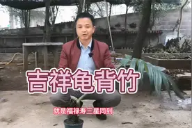 寓意福禄寿的龟背竹不只是观赏，还能药用，你知道它的药用价值吗视频封面