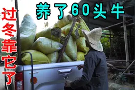 深山放养60头牛，小伙用这方法给牛过冬，有两大车再冷也不怕！视频封面