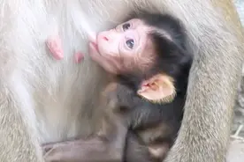 小猴的妈妈居然有三个乳头，真是太不可思议， 小猴子都看傻眼了视频封面