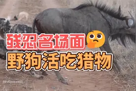 野狗活吃猎物10大名场面，你见过几个？视频封面
