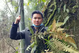 农村小伙到山里采一种珍稀植物水龙骨、别名石蚕、它有什么功效？
