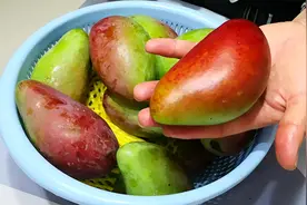 原来芒果催熟这么简单，土方法教给你，3天就能吃，太实用了！