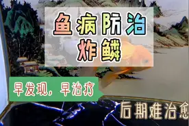 养鱼笔记1季63集：观赏鱼出现炸鳞、立鳞、竖鳞了，怎么办？