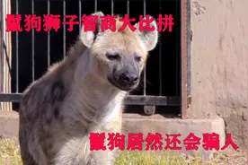 鬣狗狮子智商大比拼，鬣狗居然还会骗人，狮子智商被碾压视频封面