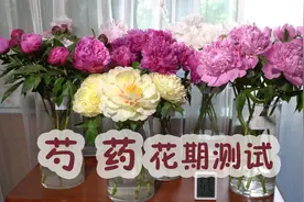 【大叔说花】5个品种芍药的花期测试，影响芍药鲜切花期的因素。