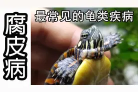 最常见的龟类疾病——腐皮视频封面